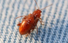 Neocrepidodera transversa