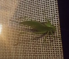 Amblycorypha rotundifolia