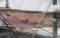 Pyrocephalus rubinus