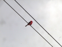 Pyrocephalus rubinus