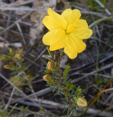 Hibbertia devitata