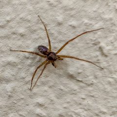 Philodromus