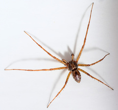 Philodromus