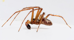 Philodromus