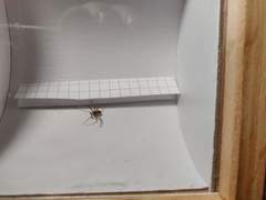 Philodromus