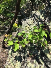 Oenothera argillicola