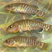 Olympic Mudminnow - Photo (c) USFWS Pacific, some rights reserved (CC BY)