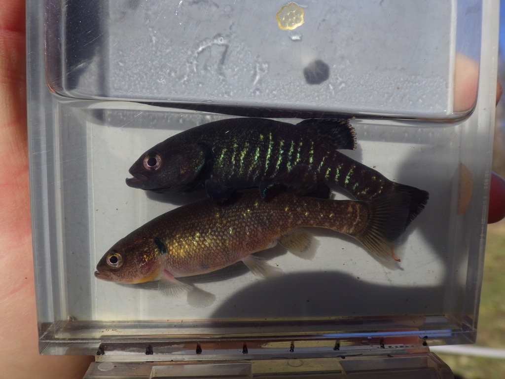 Olympic Mudminnow