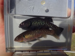 Olympic Mudminnow photo 1