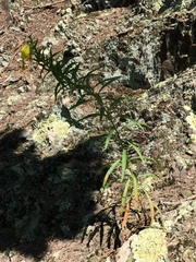 Oenothera argillicola