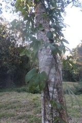 Trichosanthes subvelutina