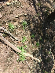 Oenothera argillicola