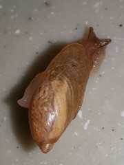 Succinea arundinetorum