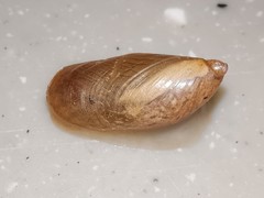 Succinea arundinetorum