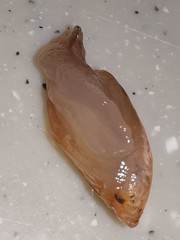 Succinea arundinetorum