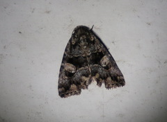 Condica macrosema