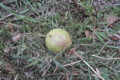 Trichosanthes subvelutina