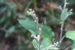 Astrotricha latifolia