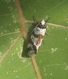 Isomoralla gephyrota