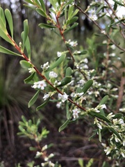 Styphelia mutica