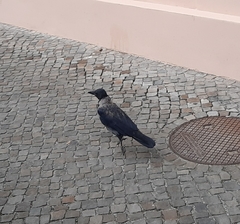 Corvus cornix × corone