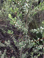 Styphelia mutica
