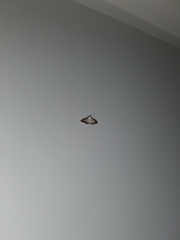 Cydalima perspectalis