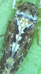 Athysanini