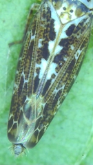 Athysanini