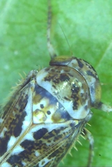 Athysanini