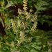 Common Ragweed - Photo (c) Erik JÃ¸rgensen, some rights reserved (CC BY-NC-SA)