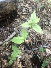 Lysimachia quadrifolia