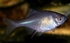 Bitterling photo 1