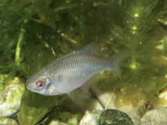 Bitterling photo 3