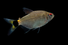Moenkhausia oligolepis