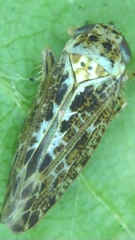 Athysanini