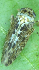 Athysanini
