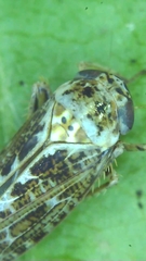 Athysanini