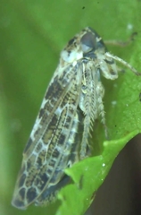 Athysanini