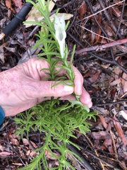 Chloanthes stoechadis