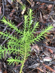 Chloanthes stoechadis