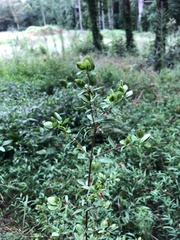 Hypericum crux-andreae