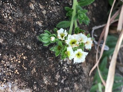 Euploca foliosissima