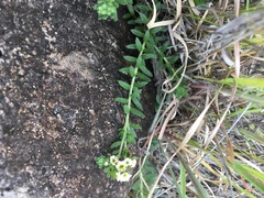 Euploca foliosissima