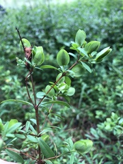 Hypericum crux-andreae