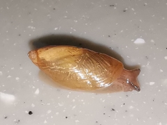 Succinea arundinetorum