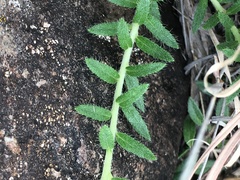 Euploca foliosissima