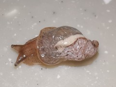 Succinea arundinetorum