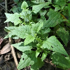 Fleischmannia incarnata