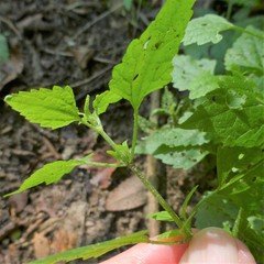Fleischmannia incarnata